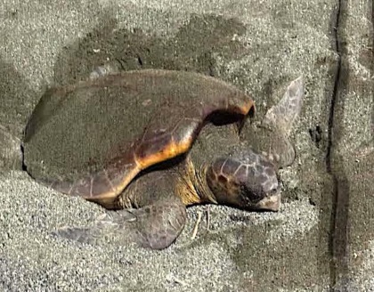 Una Tartaruga “Caretta Caretta” nidifica sulla spiaggia sabbiosa di Sestri Levante