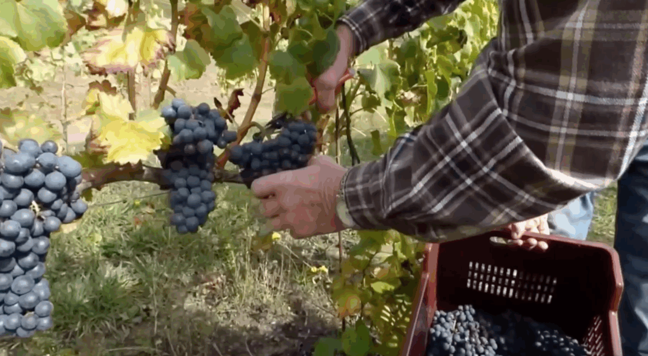 L’appello di Roccavignale. “Cerchiamo studenti per l’imminente vendemmia”