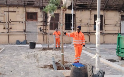 Lungomare Canepa, messi a dimora alberi e piante