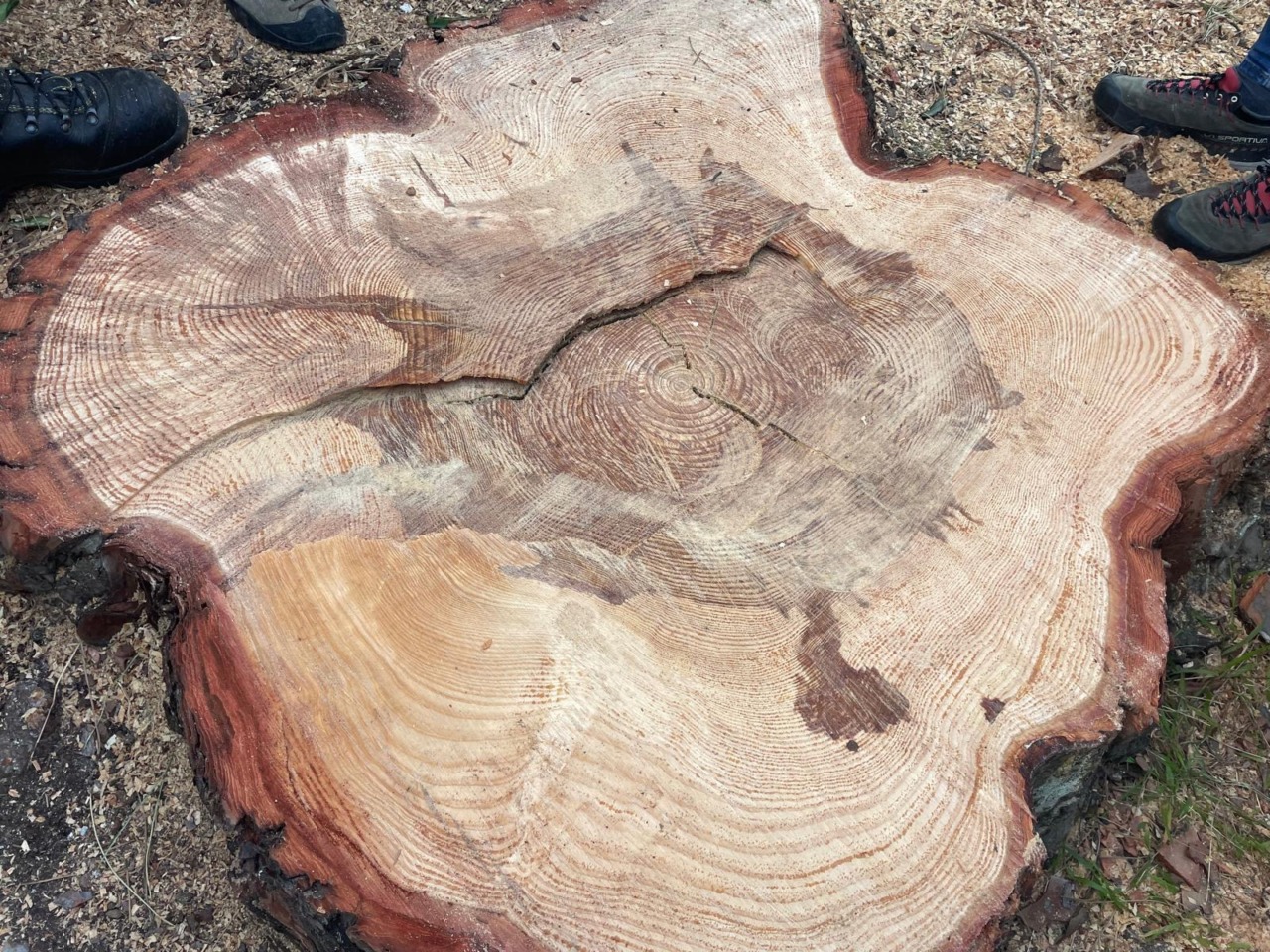 Pino di Nervi, confermato il danno strutturale